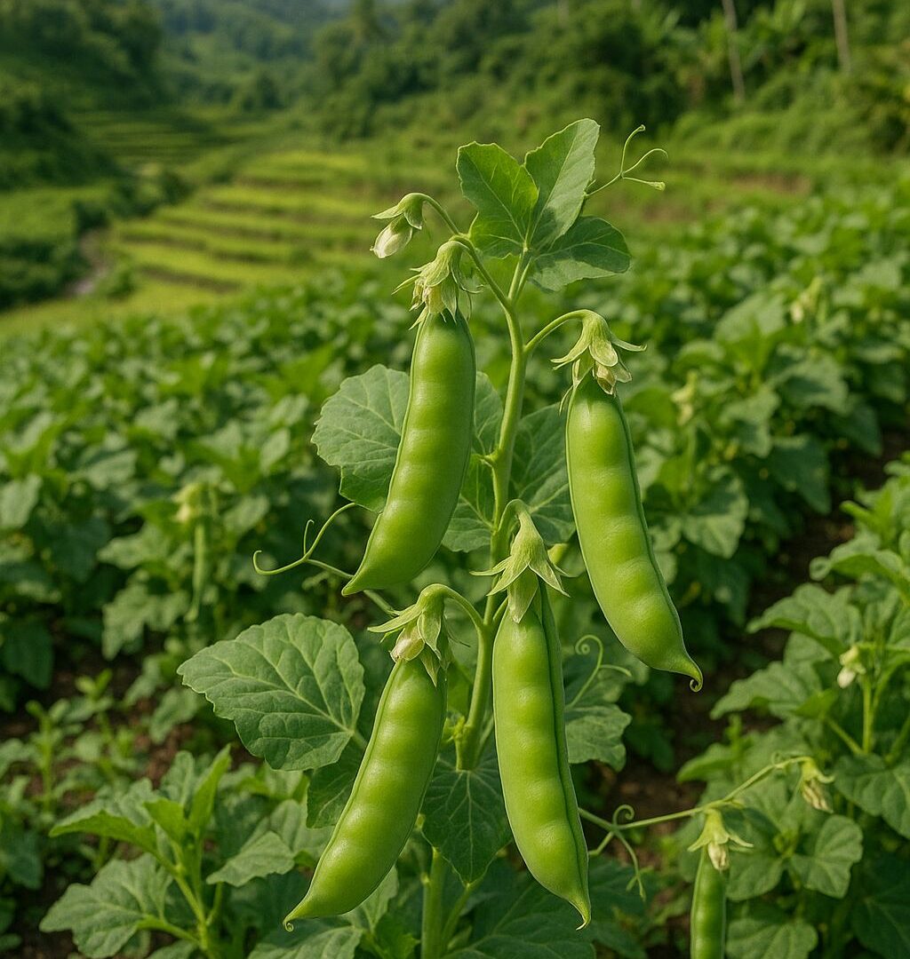 Edilberto Santiago Jr Bulacan Philippines Songwriter Author Farmer Blogger