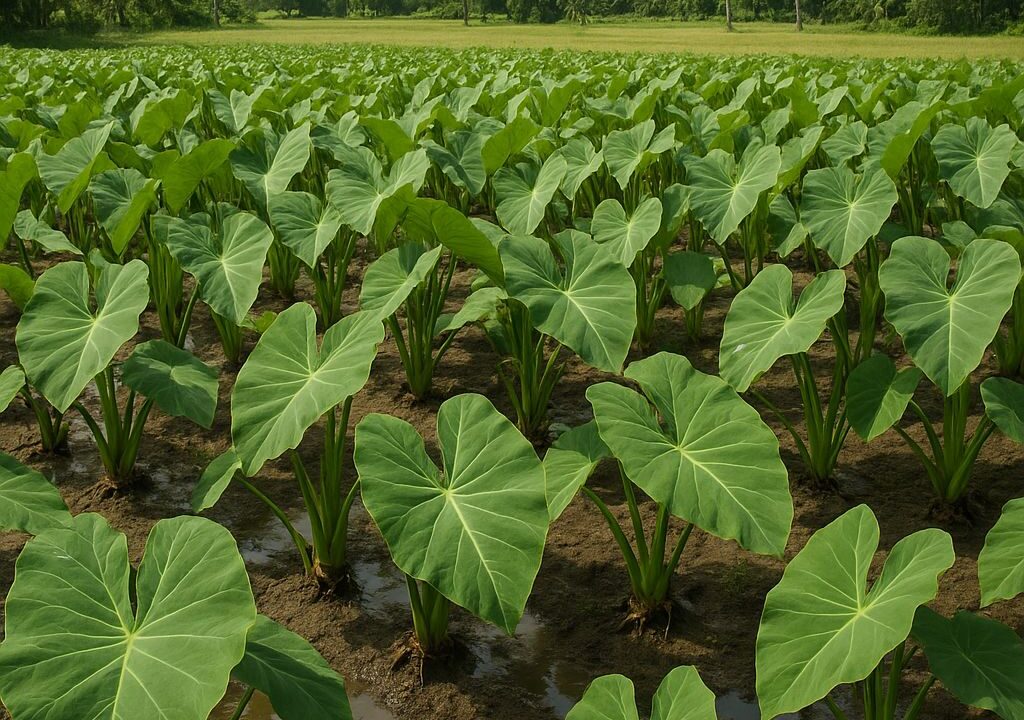 Edilberto Santiago Jr Bulacan Philippines Songwriter Author Farmer Blogger