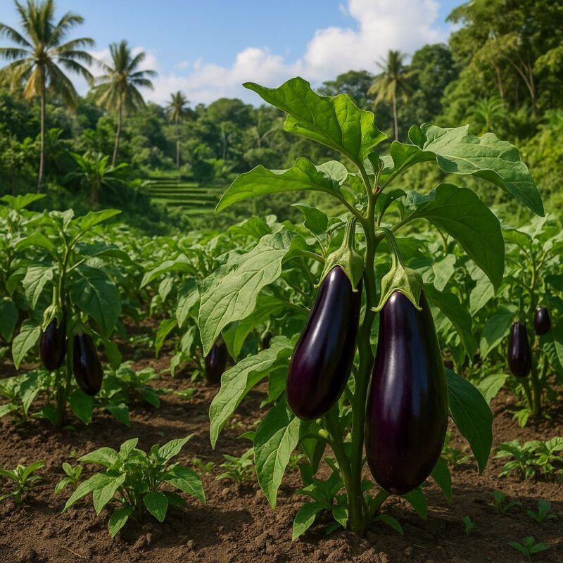 Edilberto Santiago Jr Bulacan Philippines Songwriter Author Farmer Blogger