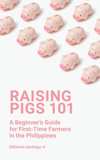Raising Pigs Edilberto Santiago Jr Edilberto Santiago Jr Bulacan Philippines Songwriter Author Farmer Blogger